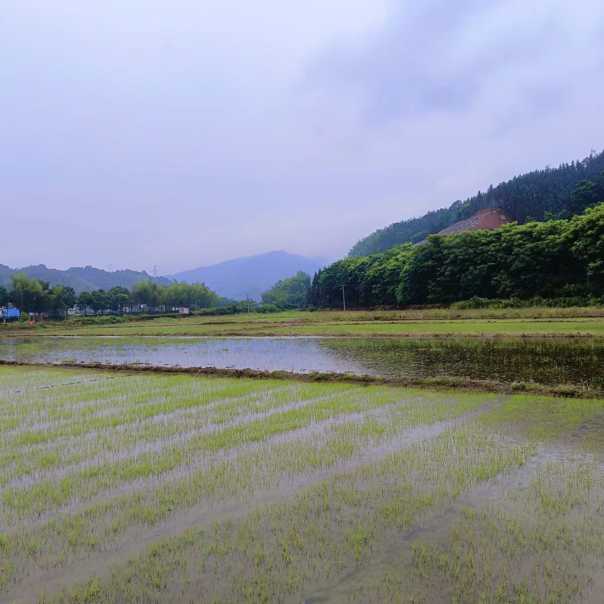 太平铺村主要产业有茶叶、水稻、油菜、杉木、药材、生猪等，其中水稻种植面积为320亩。