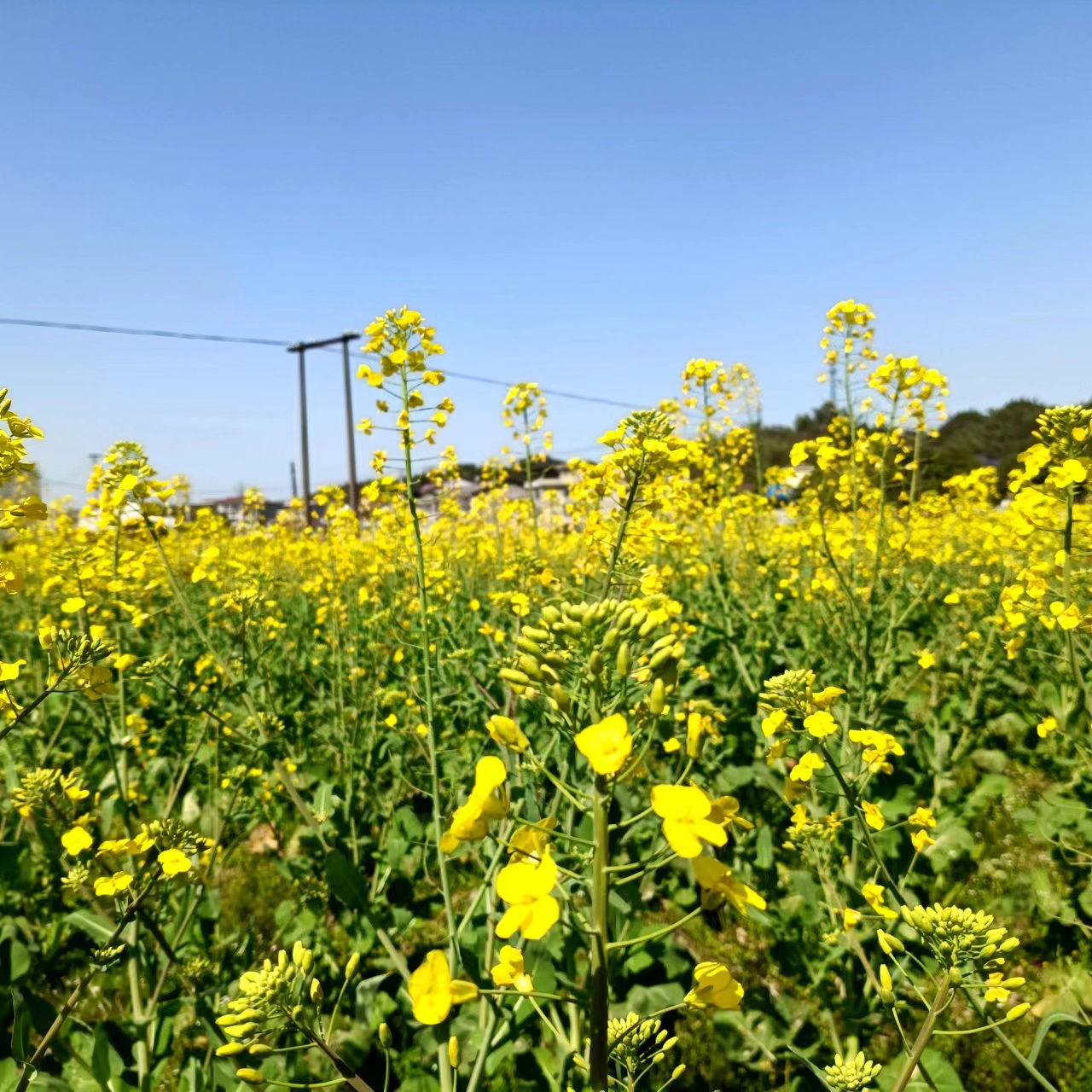 太平铺村主要产业有茶叶、水稻、油菜、杉木、药材、生猪等，其中油菜种植面积为300亩。