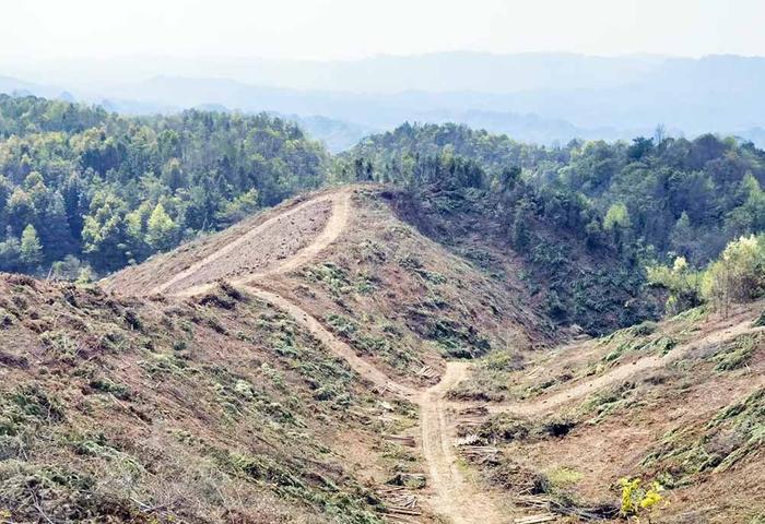 肖家桥乡部分村走在产业项目建设的“春天里”