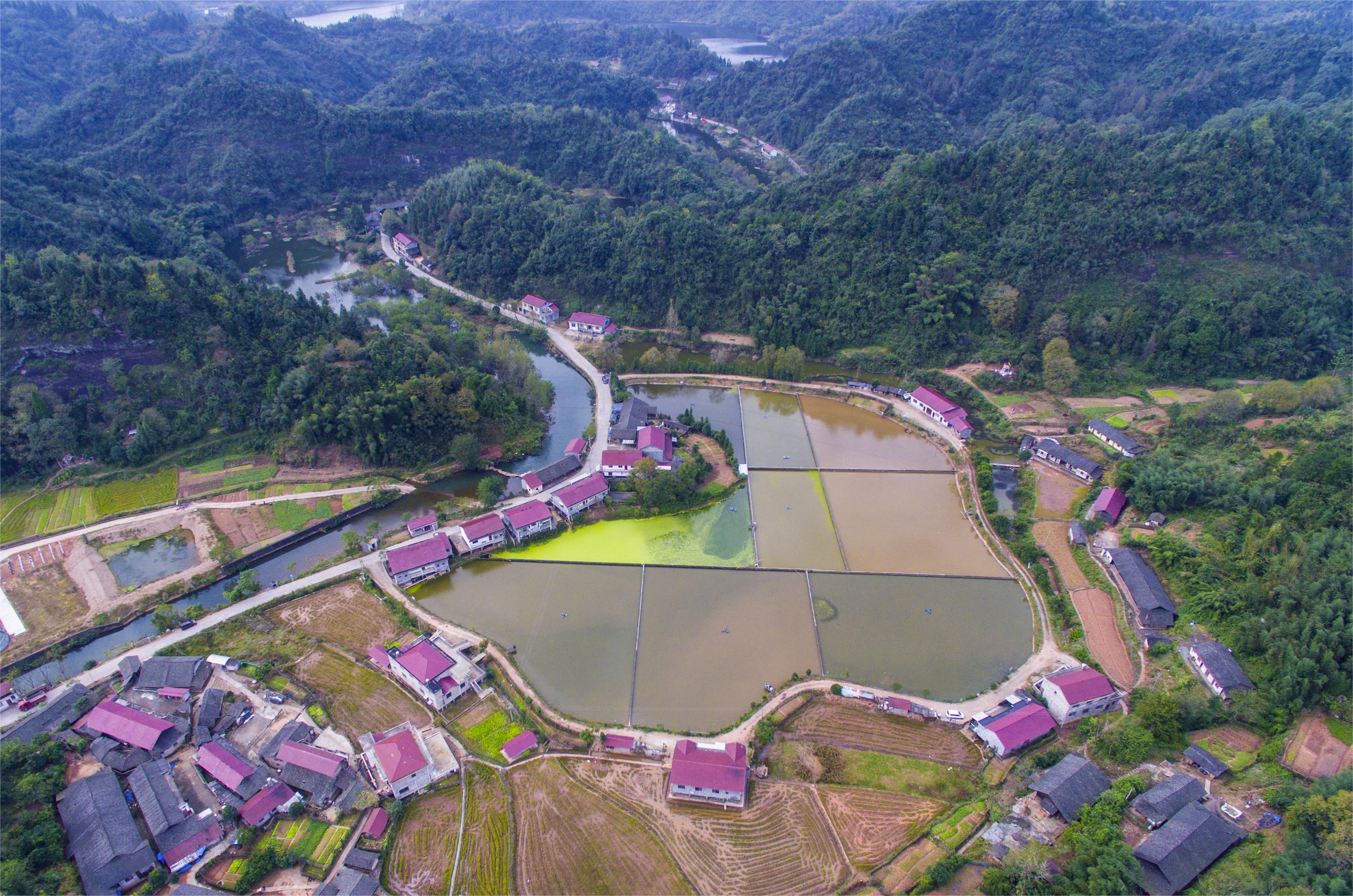 大坪村溪水生态养殖鱼