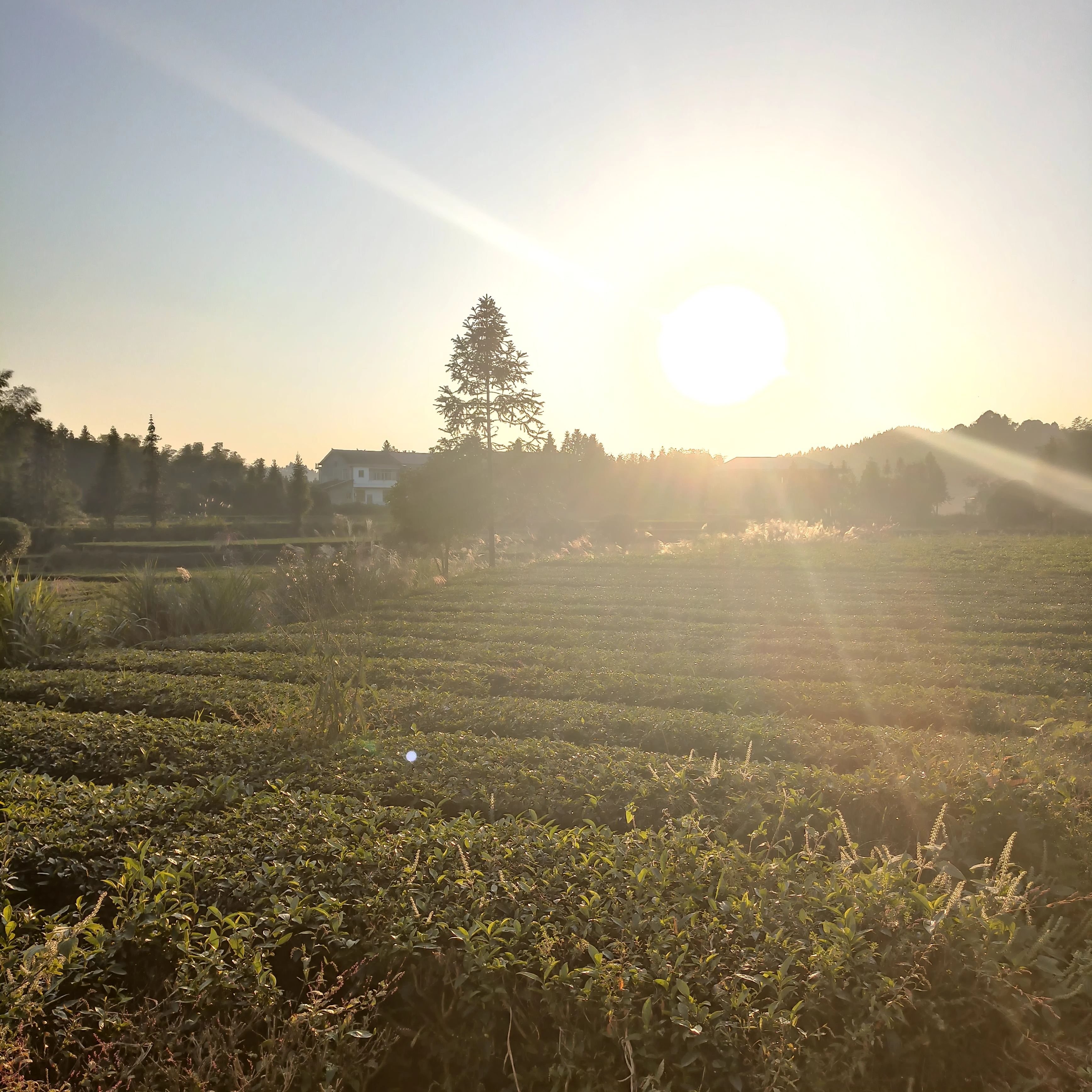 太平铺村主要产业有茶叶、水稻、油菜、杉木、药材、生猪等，其中茶叶基地约400亩。