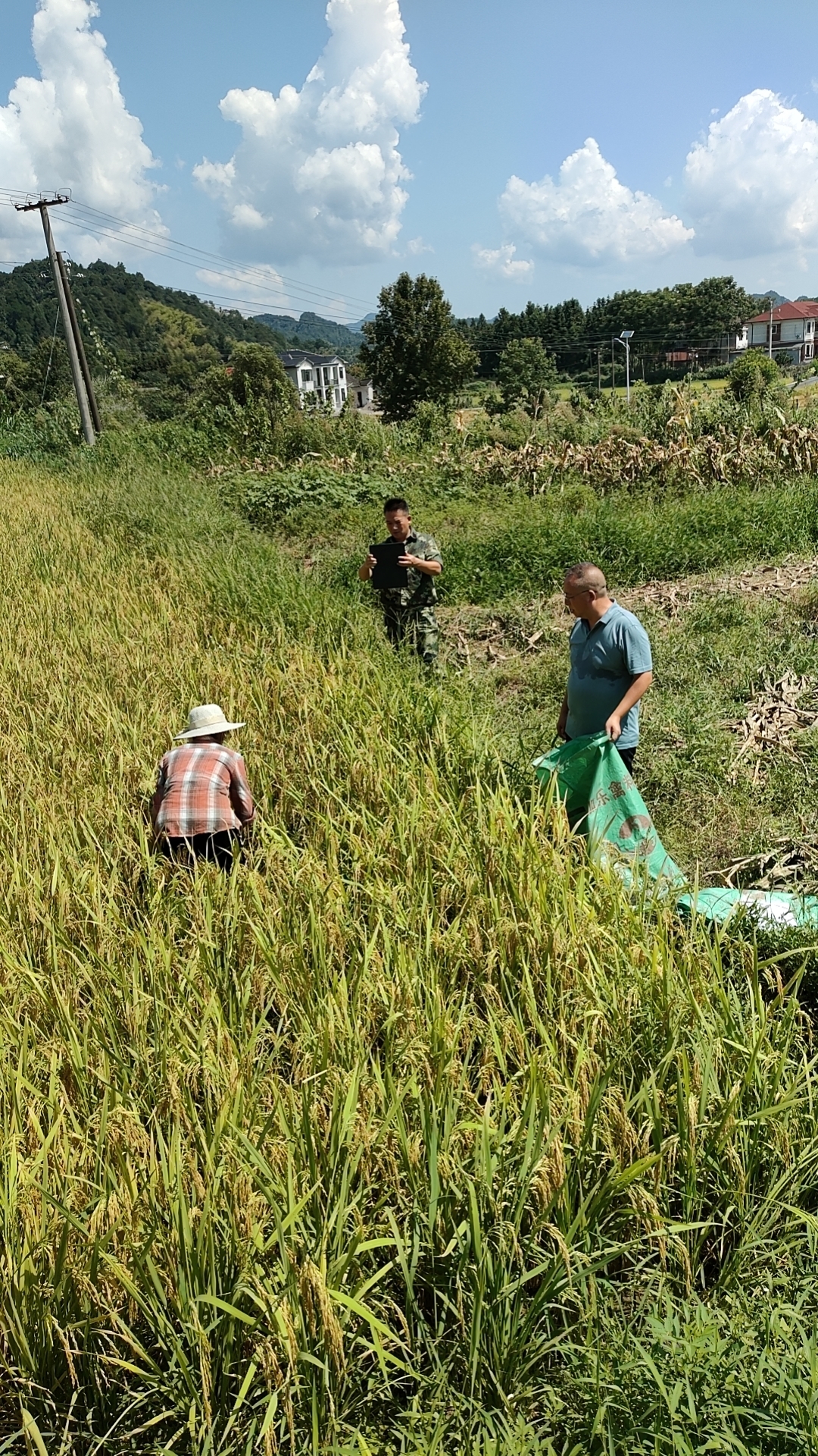 海沙坪村主演产业以杂交水稻种植为主，茶叶、油菜、蔬菜为辅，其中水稻种植约335亩。