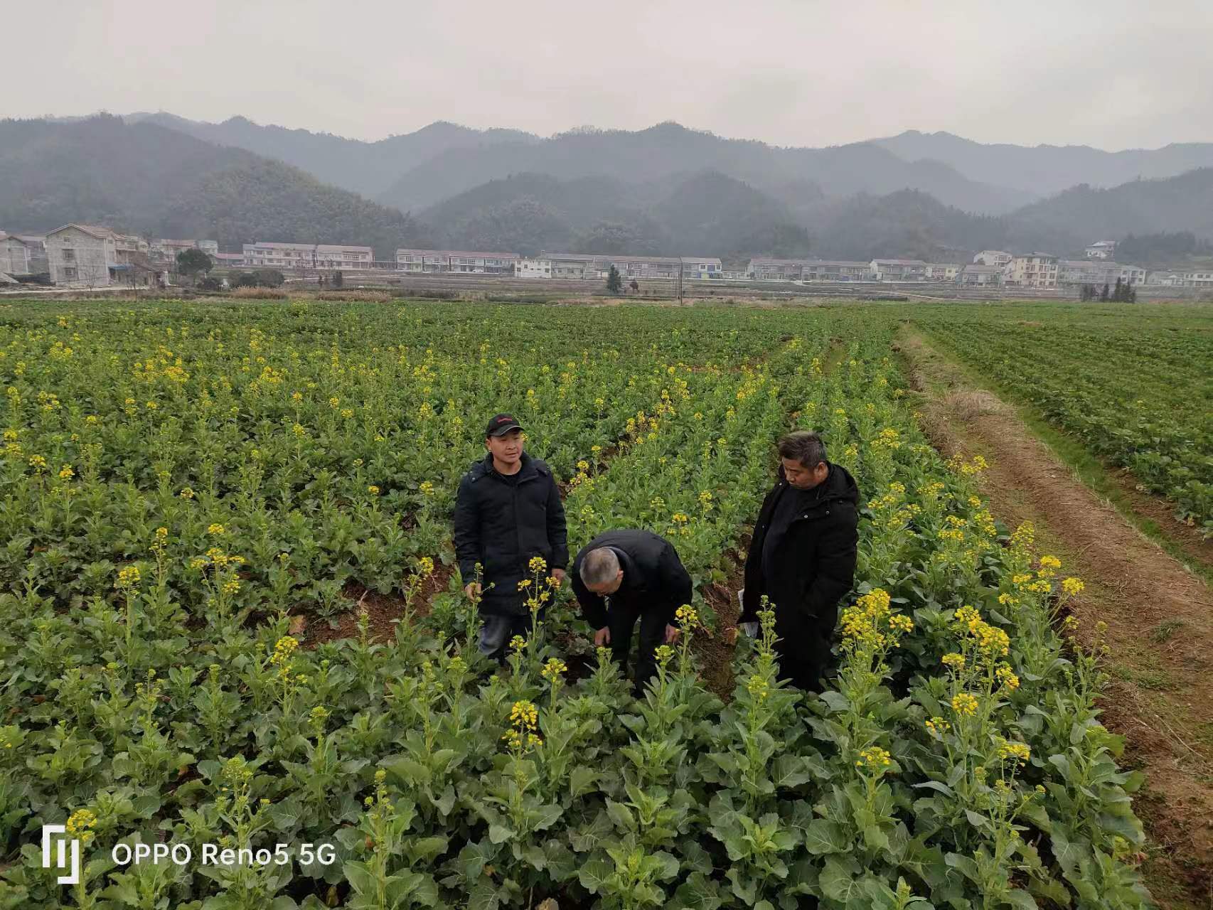 海沙坪村主演产业以杂交水稻种植为主，茶叶、油菜、蔬菜为辅，其中水稻种植约335亩。