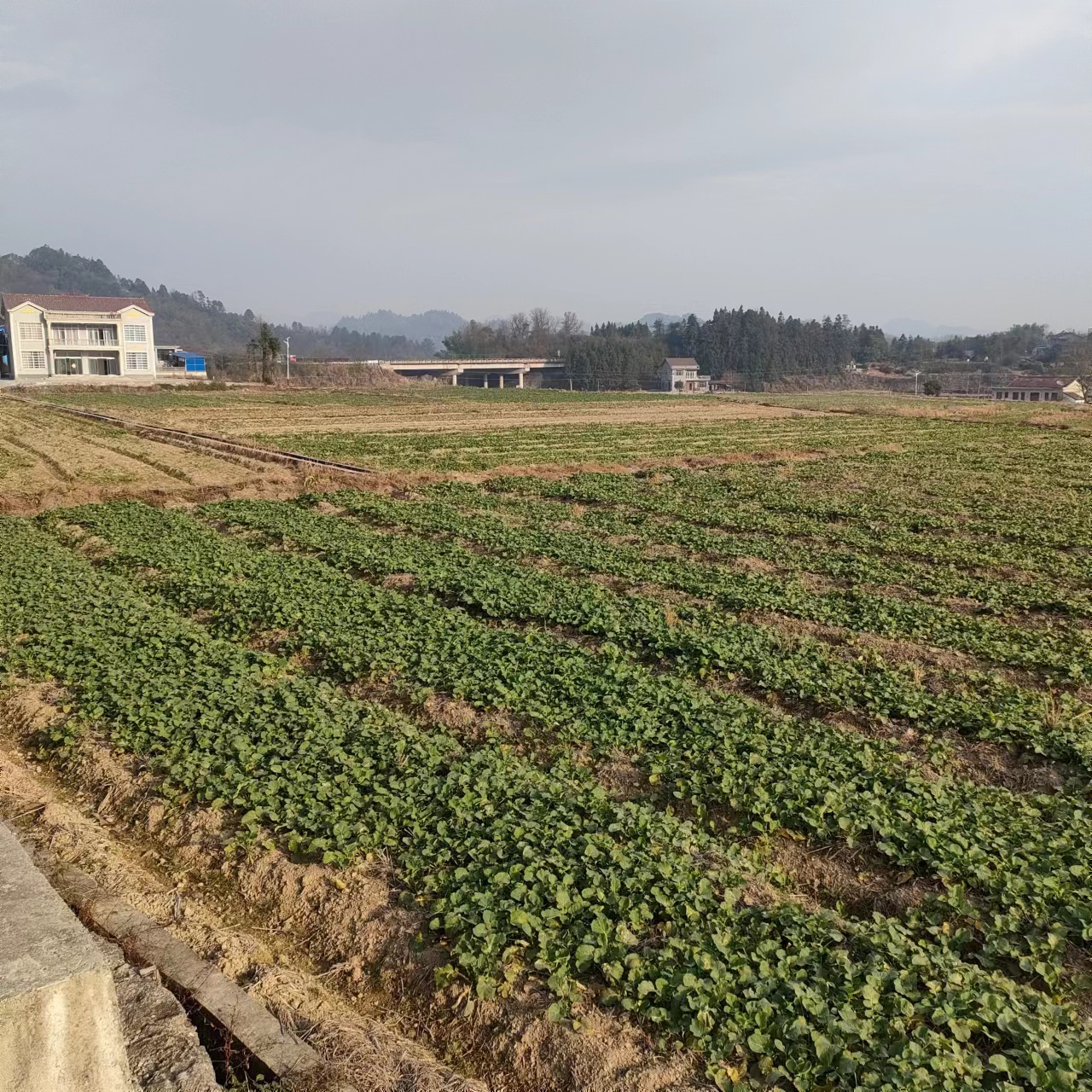 海沙坪村主演产业以杂交水稻种植为主，茶叶、油菜、蔬菜为辅，其中水稻种植约335亩。