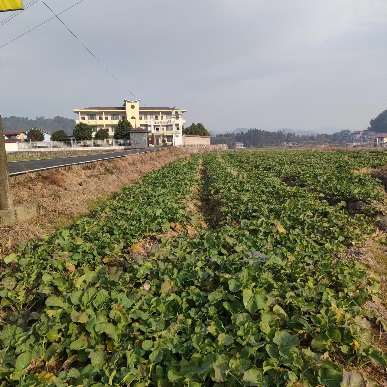 海沙坪村主演产业以杂交水稻种植为主，茶叶、油菜、蔬菜为辅，其中水稻种植约335亩。