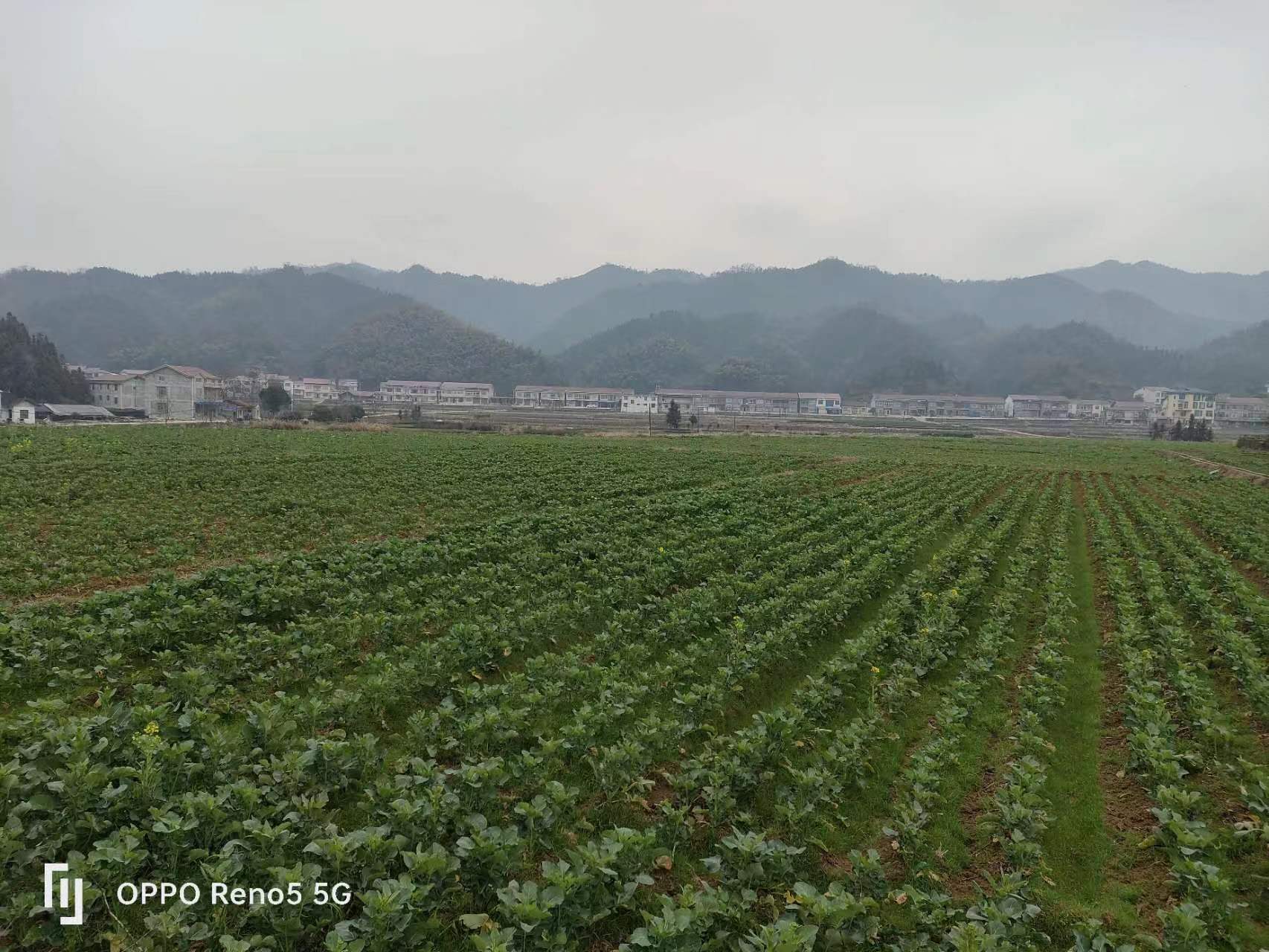 海沙坪村主演产业以杂交水稻种植为主，茶叶、油菜、蔬菜为辅，其中水稻种植约335亩。