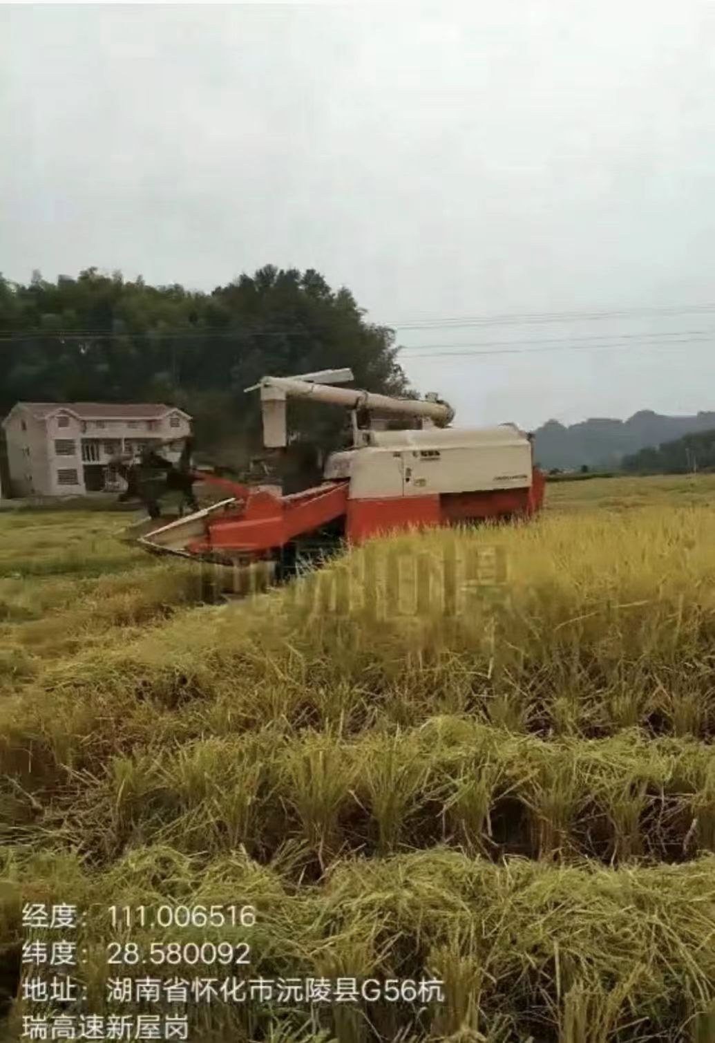 海沙坪村主演产业以杂交水稻种植为主，茶叶、油菜、蔬菜为辅，其中水稻种植约335亩。