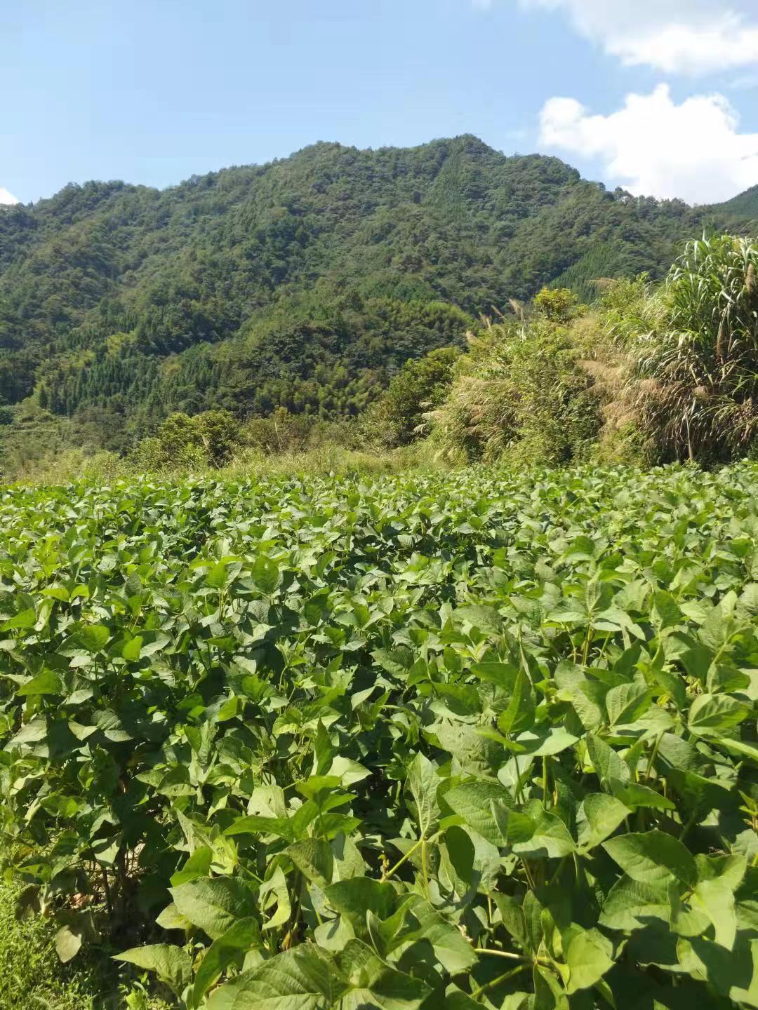 海沙坪村主演产业以杂交水稻种植为主，茶叶、油菜、蔬菜为辅，其中水稻种植约335亩。