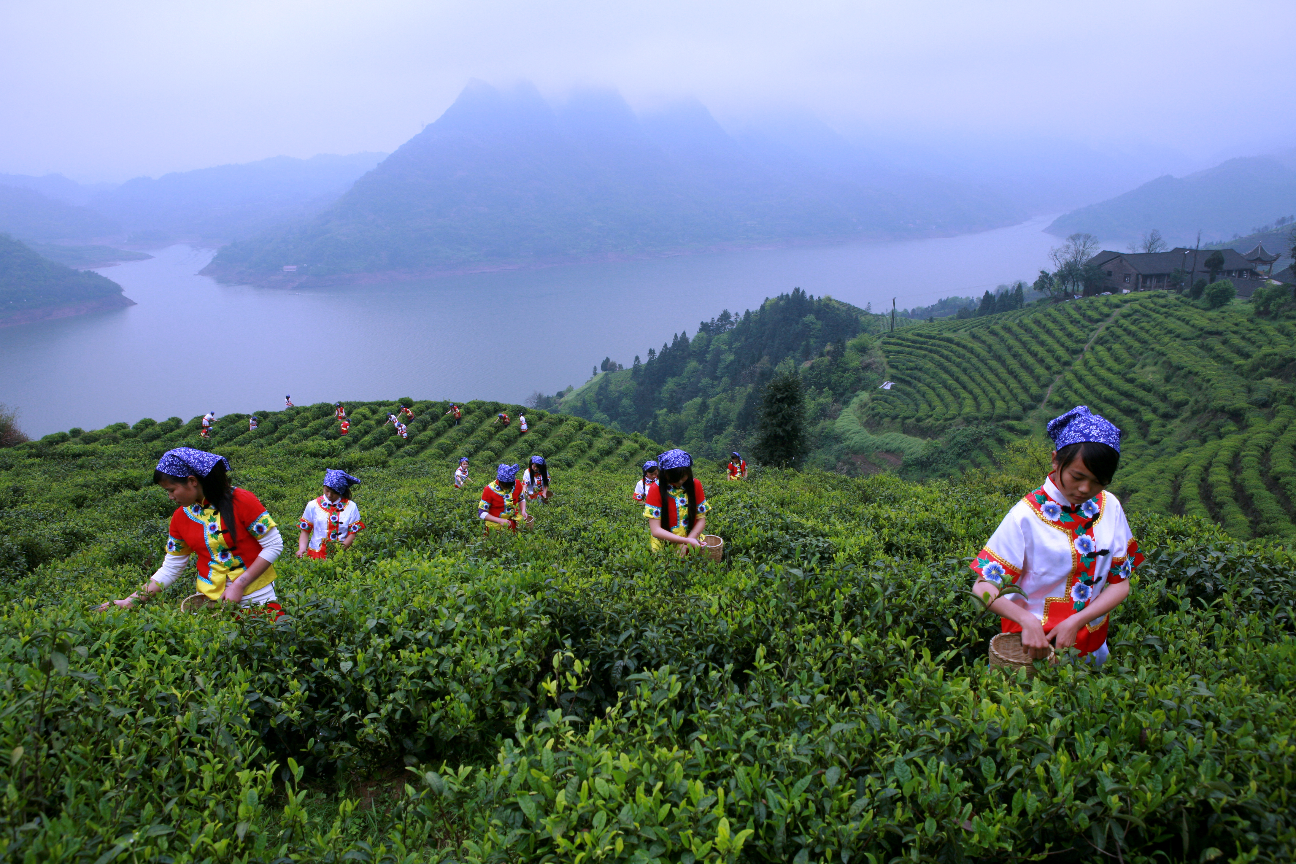 沅陵县茶叶产业简介