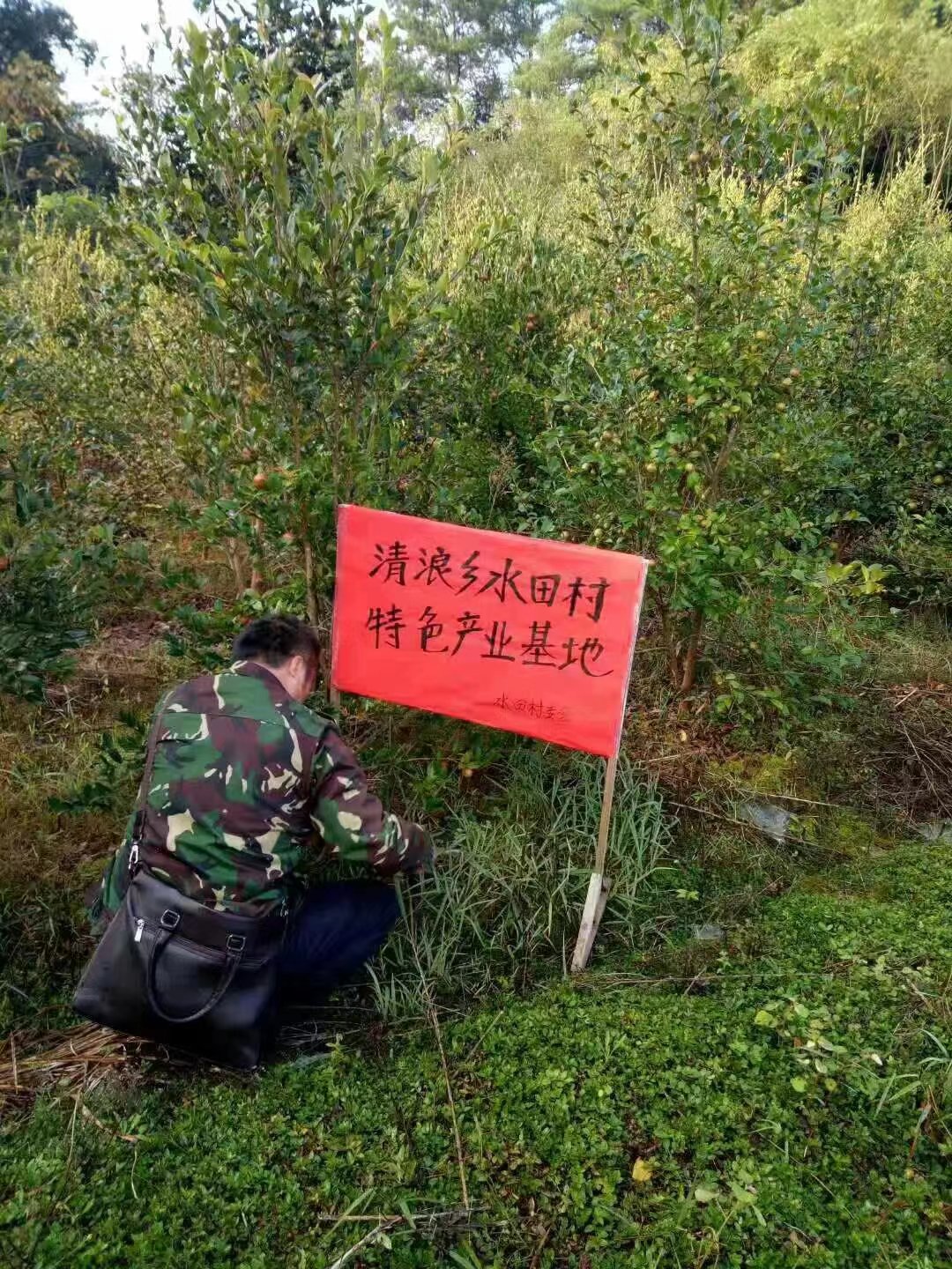 清浪乡水田村特色产业油茶种植