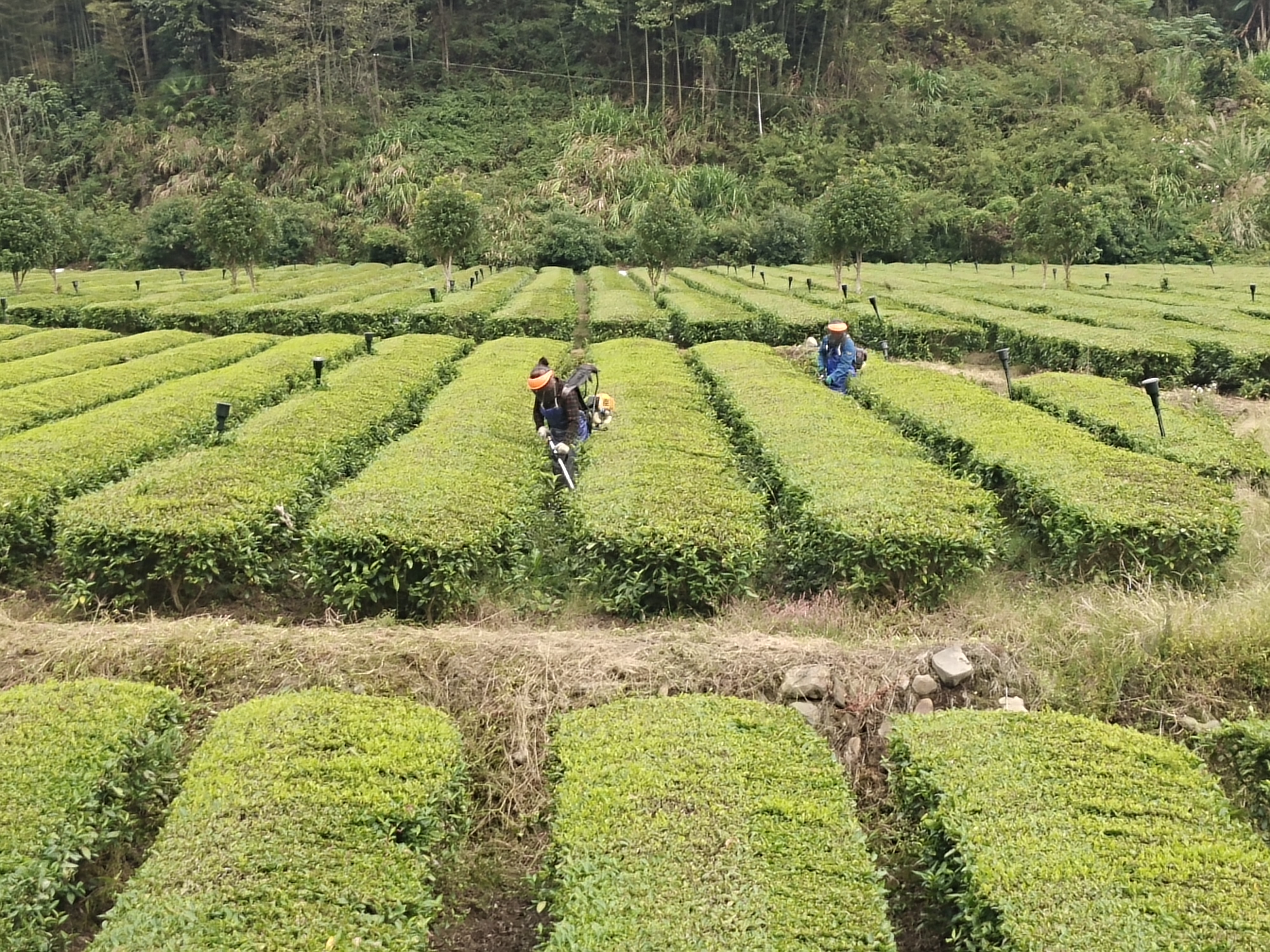 茶旅文化融合