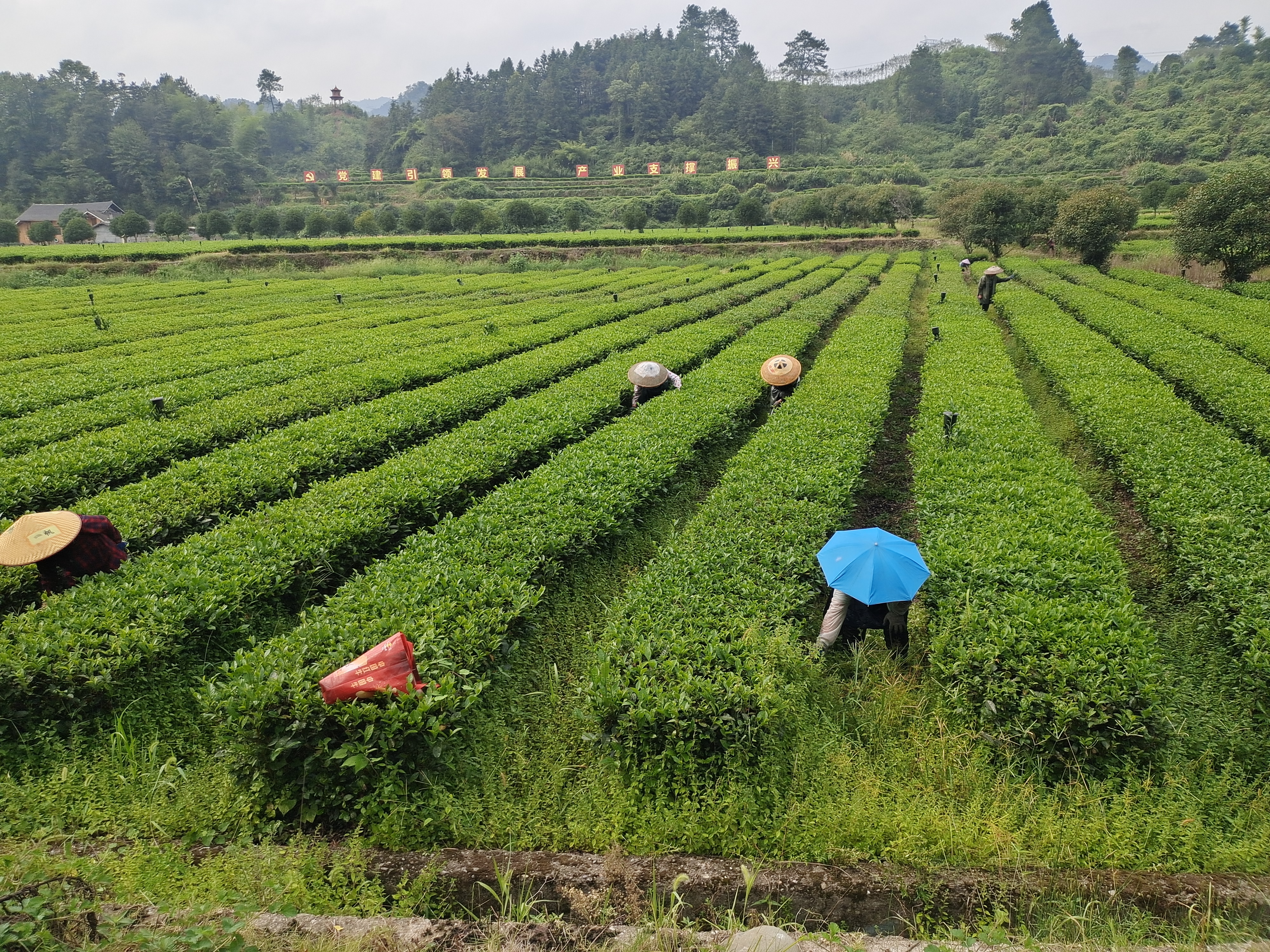 茶旅文化融合