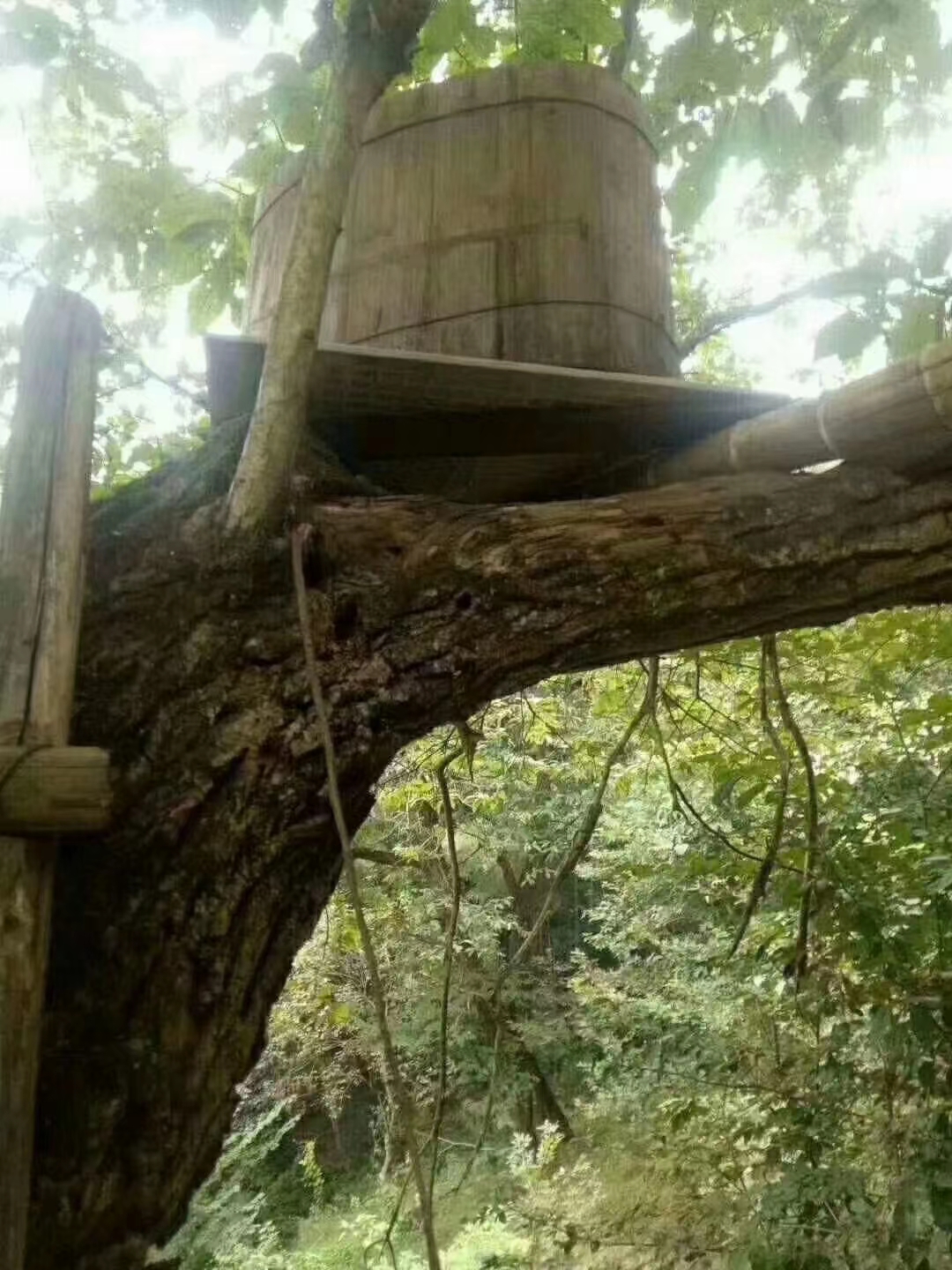 主埠溪村天然蜂蜜