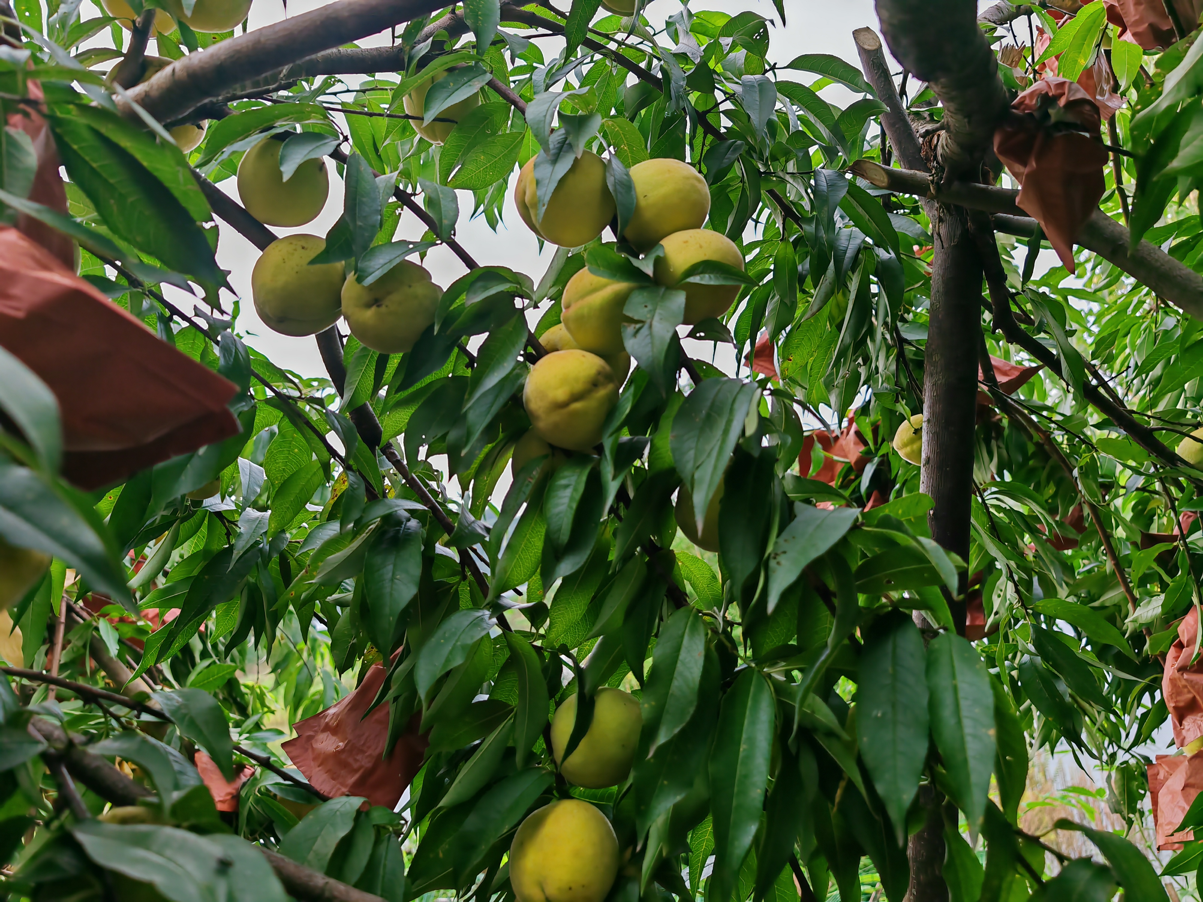 蓝溪口村乡村特色