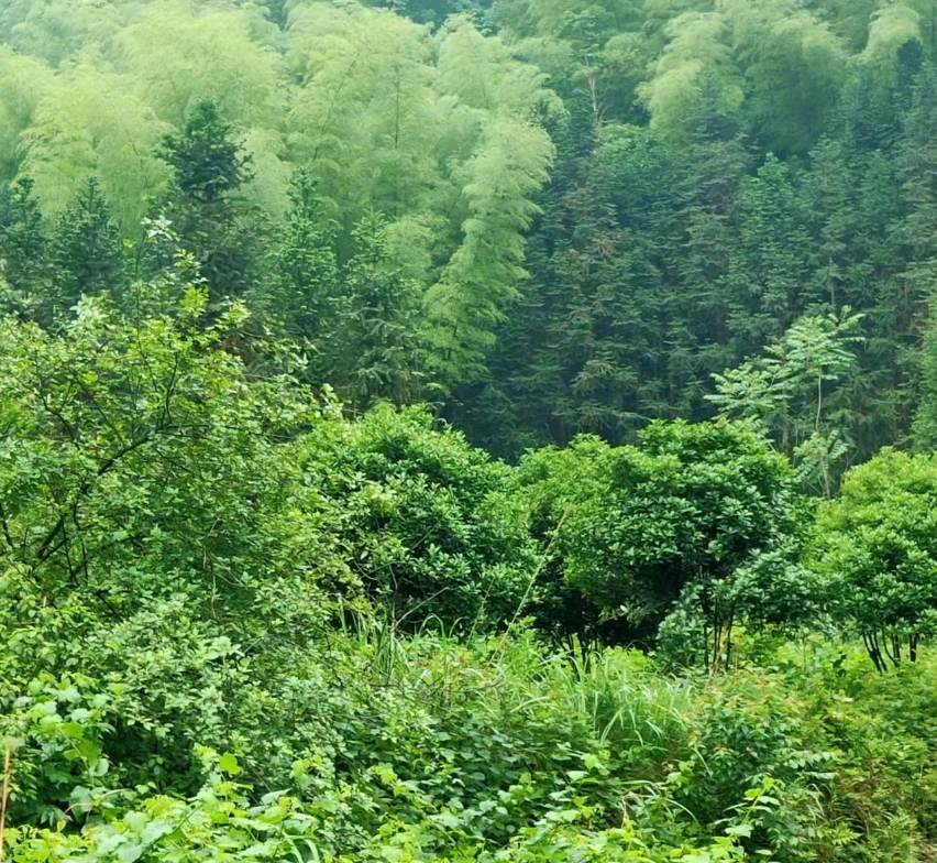 张秋菊
