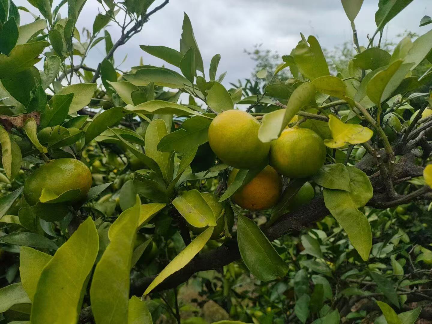 探寻蓝溪口村的特色美味：舌尖上的乡村宝藏